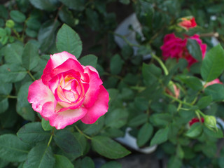 The Pink White Rose Blooming