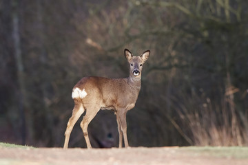 European roe deer (Capreolus capreolus)