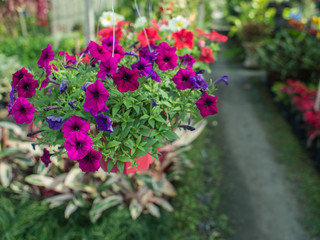 Fototapeta na wymiar Purple Petunia Flower Hanging