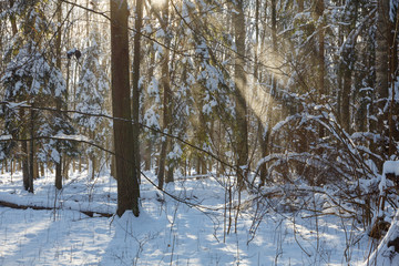 Snowfall in winter sun