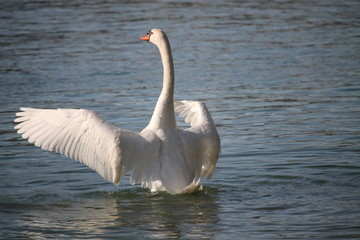 Les ailes déployées du cygne