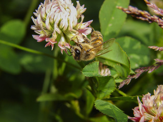 A bee collects pollen on clover. Honey.
