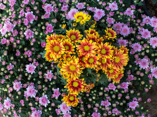 Obraz premium Chrysanthemum Yellow Red Flower