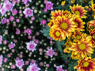 Obraz premium Chrysanthemum Yellow Red Flower