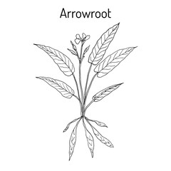 West Indian arrowroot Maranta arundinacea , or obedience plant, araru, ararao