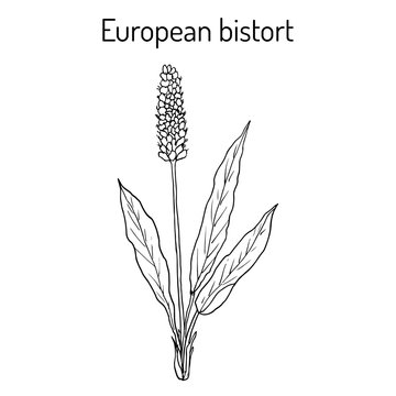 European Bistort Bistorta officinalis , or snakeweed, dragonwort, medicinal plant
