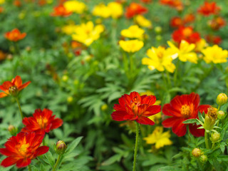 Red Cosmos Flower Blooming