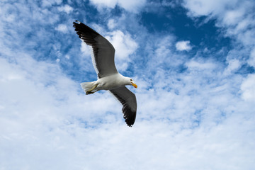 Seagull in Namibia