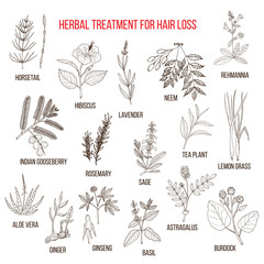 Fototapeta na wymiar Medicinal herbs for hair loss treatment