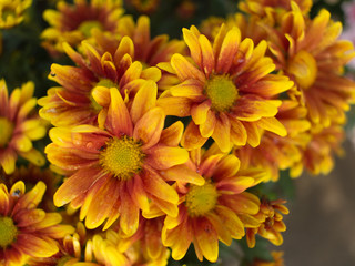 Yellow Red Chrysanthemum Flower blooming