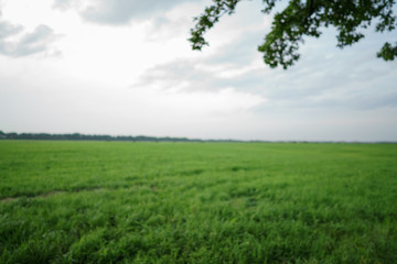 blurred background with oak tree and field, summer backdrop