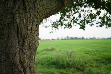 old oak tree with field on background, summer backdrop