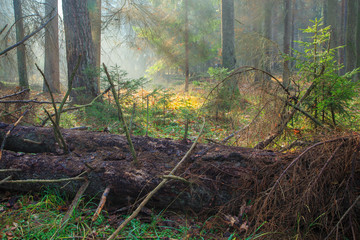 Obraz premium Autumnal misty morning in the forest