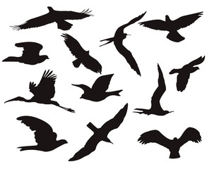 Flying Bird Vector