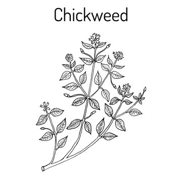 Chickweed Stellaria media or chickenwort, craches, maruns, winterweed
