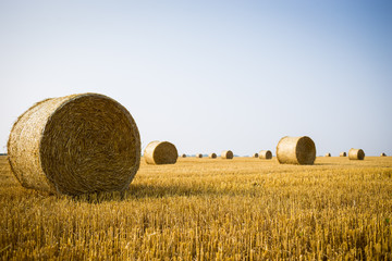 Fototapeta premium Rolls of haystacks on the field. Summer farm scenery with haystack on the Background of beautiful sunset. Agriculture Concept.Harvest concept