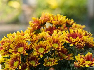 The Yellow Red Chrysanthemum Flower blooming