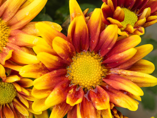 The Yellow Red Chrysanthemum Flower blooming
