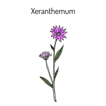 Annual Everlasting Or Immortelle Xeranthemum Annuum , Flower Plant