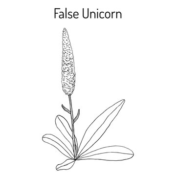 False unicorn Chamaelirium luteum , or blazing-star, devil s bit, fairy wand, helonias - ornamental and medical plant