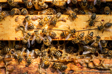 closeup of bees on honeycomb in apiary