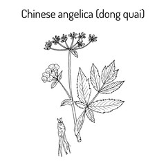 Angelica sinensis, or dong quai, or female ginseng - medicinal herb