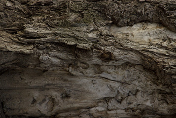 Tree bark texture background