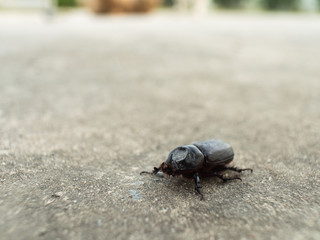 The Black Coleoptera walking