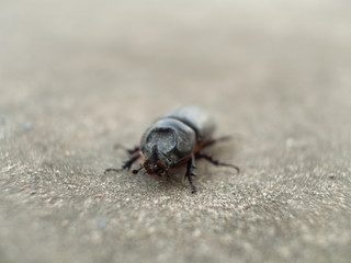 The Black Coleoptera walking