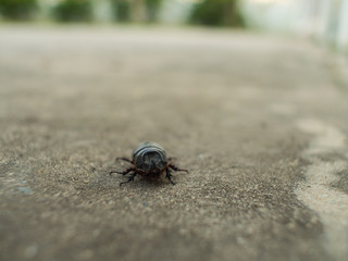 The Black Coleoptera walking