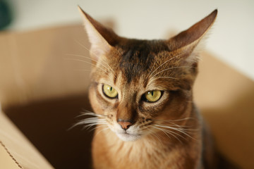 young abyssinian cat sitting in cardboard box, closeup portrait