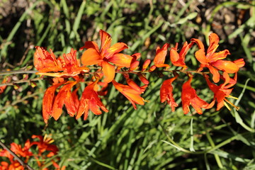 Red "Giant Montbretia" flowers (or Swan Crocosmia, Montbretia Bulbs) in St. Gallen, Switzerland. Its Latin name is Crocosmia Masoniorum, native to South Africa.