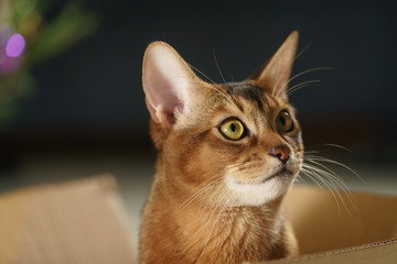 young abyssinian cat sitting in cardboard box, closeup portrait