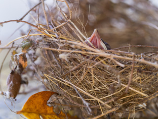 Baby Flapper Bird Waiting for a Food