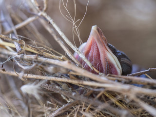 Baby Flapper Bird Waiting for a Food