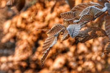 Tipici colori autunnali
