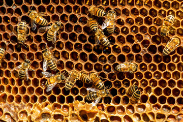 closeup of bees on honeycomb in apiary