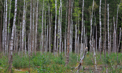 Dead birch tree stand in summer