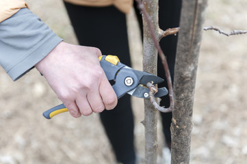 Person pruning a tree with yellow clippers