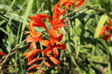 Fototapeta premium Red 