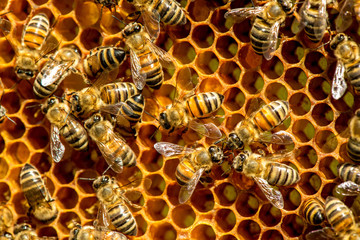 closeup of bees on honeycomb in apiary