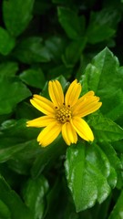 Beautiful Flower