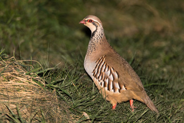 Red-legged partridge (Alectoris rufa) in profile. Gamebird in the pheasant family Phasianidae, aka French partridge, on grassland in UK