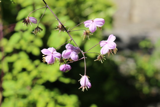 Lilac-mauve "Chinese Meadow Rue" flowers (or Yunnan Meadow Rue) in St. Gallen, Switzerland. Its Latin name is Thalictrum Dipterocarpum (Syn Thalictrum Delavayi), native to western China.