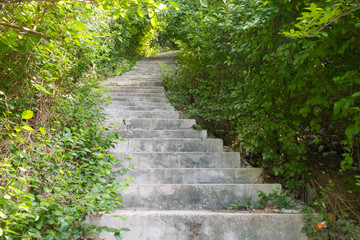 Descent on stone steps in the middle of dense vegetation