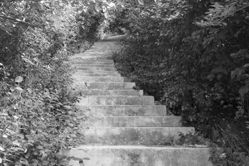 Descent on stone steps in the middle of dense vegetation - black and white