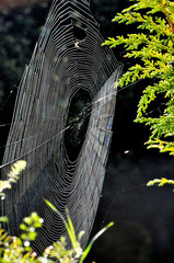 Spinnennetz
