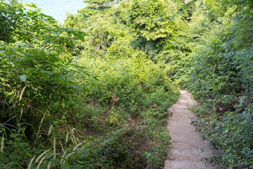 Fototapeta na wymiar Descent on stone steps in the middle of dense vegetation on Ko Lan island