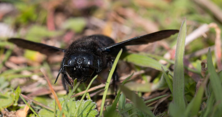 Violet carpenter bee