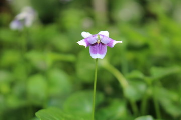 "Australian Native Violet" flower (or Ivy Leaved Violet, Trailing Violet) in St. Gallen, Switzerland. Its Latin name is Viola Hederacea, native to Australia.